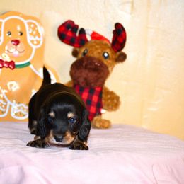 LoveJoy - Black and cream female Dachshund puppy in Homosassa, Florida from SAN’S Dachshunds