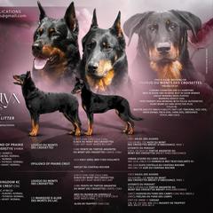 Beauceron puppies from RiverStyx Beaucerons