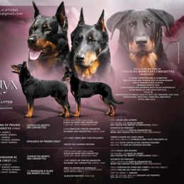 Beauceron puppies from RiverStyx Beaucerons