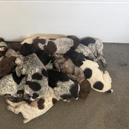 German Shorthaired Pointer Puppies from Red Hills GSPs