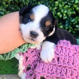 Miss Typhoon - Black tri female Toy Australian Shepherd puppy in Dolan Springs, Arizona from High Desert Companions