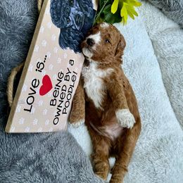 Captain Hook - Poodle puppy from AKC Mini Poodles in NOVA