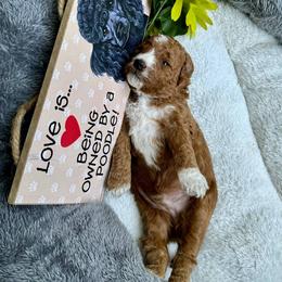 Captain Hook - Poodle puppy from AKC Mini Poodles in NOVA