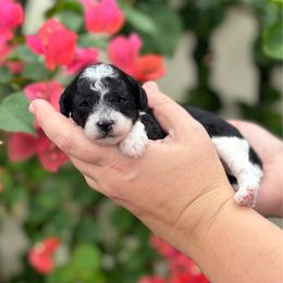 Checkers - Parti male Poodle puppy in Wharton, Texas from In the Red Poodles