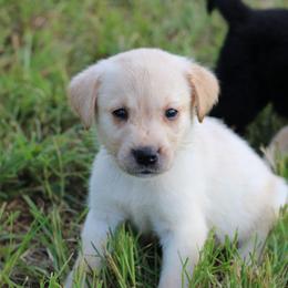 Lance - Yellow male Labrador Retriever puppy in Morrilton, Arkansas from Ancient Dogges Performance Dogs
