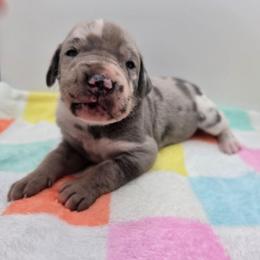 Savannah - Harlequin female Great Dane puppy in Kannapolis, North Carolina from Carolina Great Danes & Toy Poodles