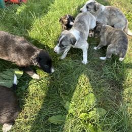 Silken Windhound Puppies from Luminous Silken Windhounds