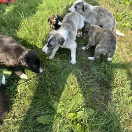 Silken Windhound Puppies from Luminous Silken Windhounds