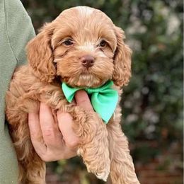 Haba - Red male Cockapoo puppy in Mocksville, North Carolina from Little Bear Doodles