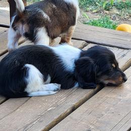 Richter (boy 3) - Piebald male Dachshund puppy in Grants Pass, Oregon from Climate City Doxies