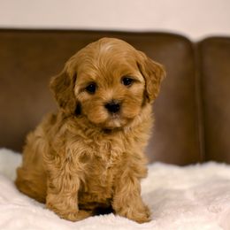 Opaline - Red female Cavapoo puppy in Queen Creek, Arizona from Dulcito Doodles