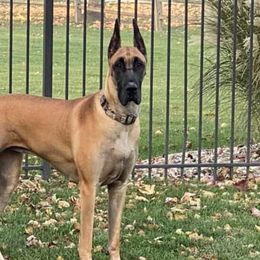Great Danes from Wil-Joi Great Danes