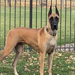 Great Danes from Wil-Joi Great Danes