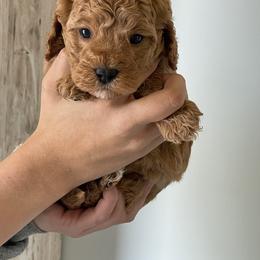 Alvin - Red male Cavapoo puppy in St George, Utah from Pearson's Poodles