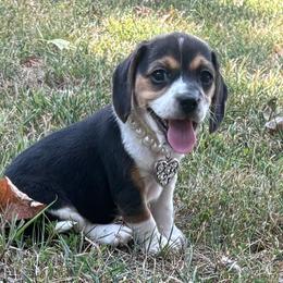 Pocket Beagle Maddie - Black tan and white female Beagle puppy in Gentry, Arkansas from HC Puppy Ranch