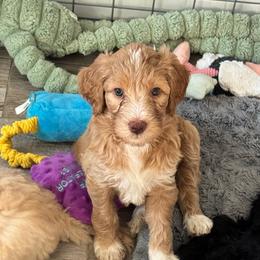 Yrene - Cream female Goldendoodle puppy in Moreno Valley, California from Rainbow SoCal Doodles