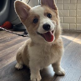 Oniee - Pembroke Welsh Corgi