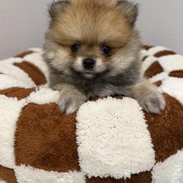 CHAI  KOREAN - Orange sable male Pomeranian puppy in Orlando, Florida from Denise’s Puppies