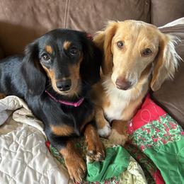 Dachshund All Grown Up from Okie Dokie Doxie