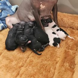 Girl 1 - Black tan and white female American Hairless Terrier puppy in Alabama from Flipside Dogs