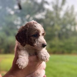 Knox - Parti male Poodle puppy in Osyka, Mississippi from Southern Sunshine Standards