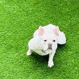 Cloee - French Bulldog