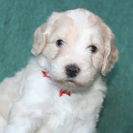 Snickerdoodle - Yellow and white male Bernedoodle puppy in Burtchville, Michigan from Sparling's Doodles