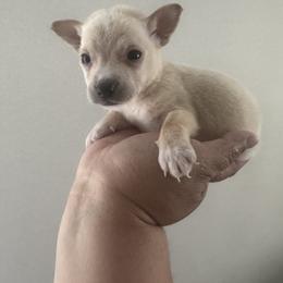 Mr Brownie  4500 - Fawn and white male Chihuahua puppy in Las Vegas, Nevada from Quality Poms Chihuahua Yorkies of Las vegas