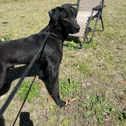 Sully - Black Labrador Retriever puppy in Carthage, North Carolina from Kailani Labradors