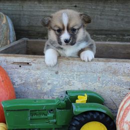 Mahindra - Red female Pembroke Welsh Corgi puppy in Greentop, Missouri from Sevits Corgis & Golden Retrievers