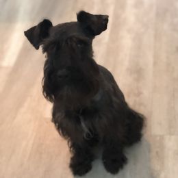 J - Miniature Schnauzer
