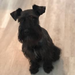J - Miniature Schnauzer