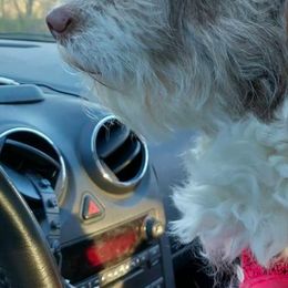 Aussiedoodles, Double Doodles, Golden Aussiedoodles, and Poodles from Doodle Gardens