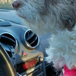 Aussiedoodles, Double Doodles, Golden Aussiedoodles, and Poodles from Doodle Gardens