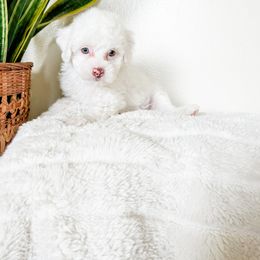 Cockapoo Puppies from Cockapoo puppies and co.