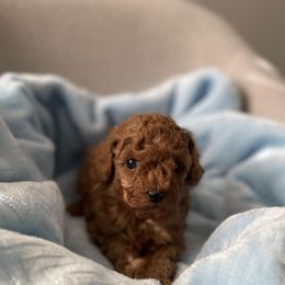 Poodle Puppies from Pups and Paws Toy Poodles