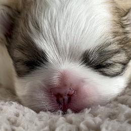 BENTLEY - Cream sable parti male Pomeranian puppy in Pavilion, New York from Calverton Pomeranians