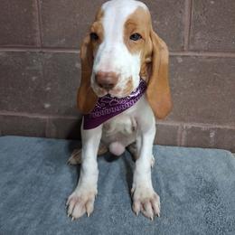 Camilla - White and orange female Bracco Italiano puppy in Potosi, Wisconsin from Point and Flush Gun Dogs