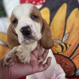 Pup - Mahogany and white female Basset Hound puppy in Dutton, Alabama from Synbella's Charming Basset's
