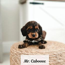 Mr. Caboose - Sable male Goldendoodle puppy in Punta Gorda, Florida from Transformation Acres Goldendoodle
