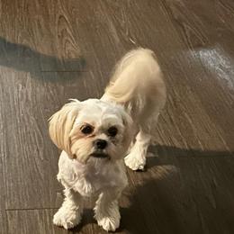 Elsa - Shih Tzu