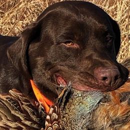 Labrador Retrievers from V3K9 Solutions, Inc.