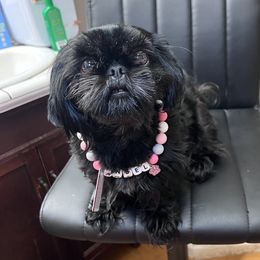 Angel - Shih Tzu