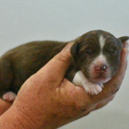 Tic - Red tri-color male Aussiedoodle puppy in Delta, Colorado from PTK Ranch