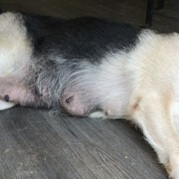 "Mom sleeping " German Shepherd Puppies from Puppy Love