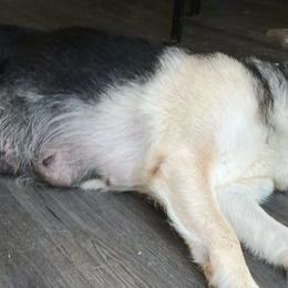 "Mom sleeping " German Shepherd Puppies from Puppy Love