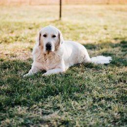 Aiyana - Golden Retriever