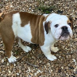 Boy 2 - male Bulldog puppy in Robertsville, Missouri from Peggy Gieselman