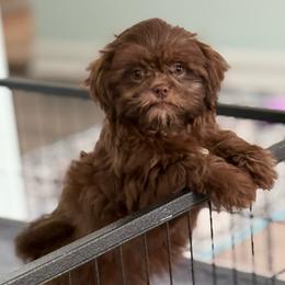 Cannon - Chocolate male Shih Tzu puppy in Stafford, Virginia from Bayview Pups