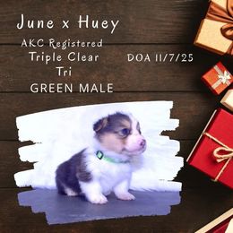 Green male - Black and tan male Pembroke Welsh Corgi puppy in Campbellsburg, Indiana from Kates Corgis